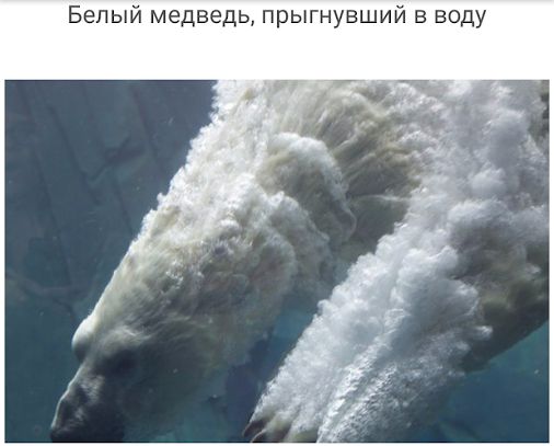 Белый медведь прыгнувший в воду