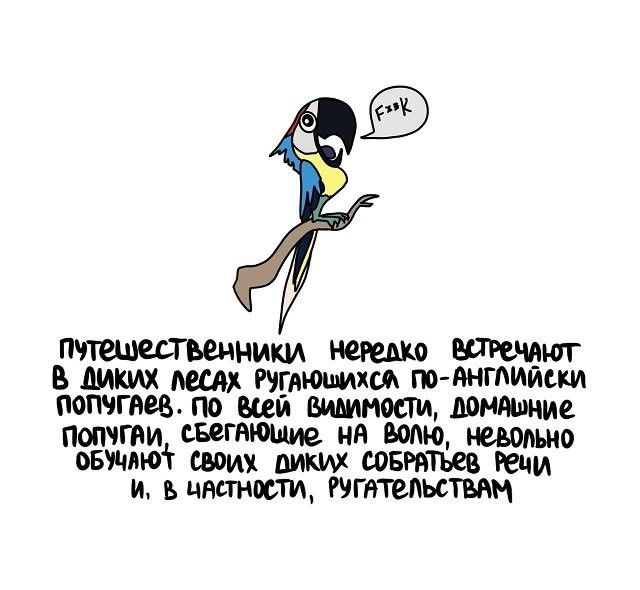 ПТниш нередко клюют в диких Ащх Рэаюшихш по Ангпиишд попчгвев по всей видимости домяшние Попчгаи сБВГНЮШИе нА невольно овучлют своих диких швттьев Речи и ь цветности Ругательстмм
