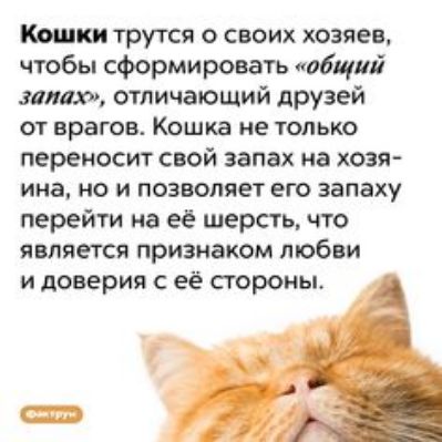 Кошки трутся о своих хозяев чтобы сформировать обиш зака отличающий друзей от врагов Кошка не только переносит свой запах на хозя ина но и позволяет его запаху перейти на её шерсть что является признаком любви и доверия с её гороиы