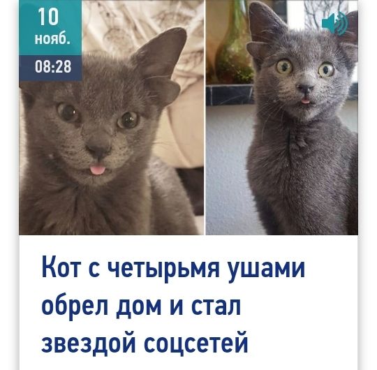 Кот с четырьмя ушами обрел дом и стал звездой соцсетей