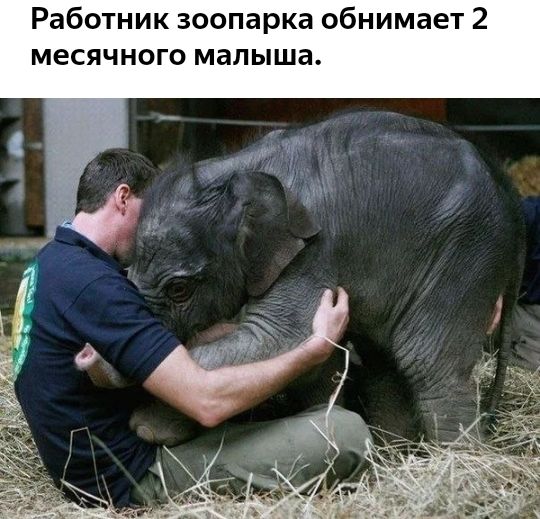 Работник зоопарка обнимает 2 месячного малыша