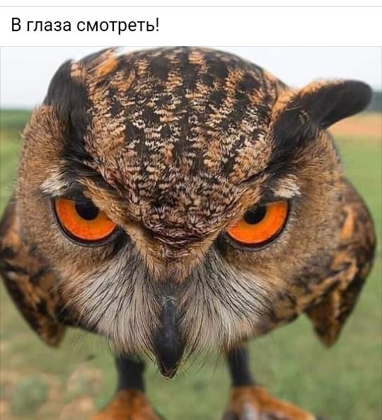 В глаза смотреть