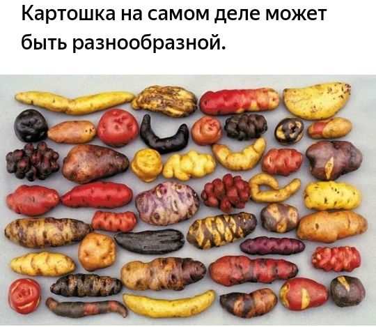 Картошка на самом деле может быть разнообразной