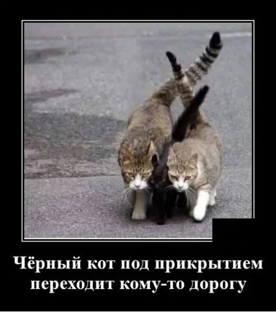 Чёрный кот под прикрытием переходит кому то дорогу