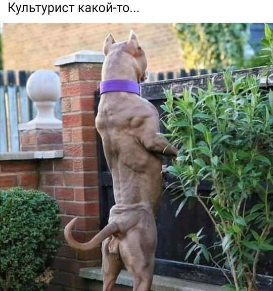Культурист какой то