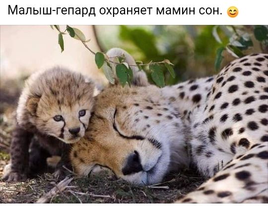 Малыш гепард охраняет мамин СОН