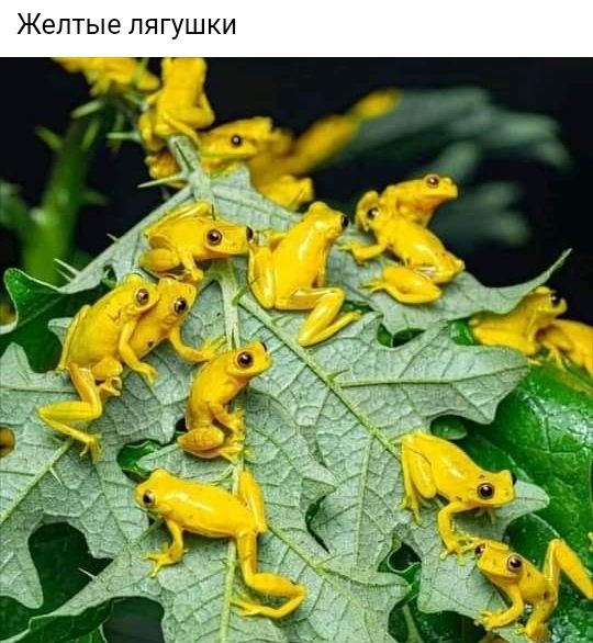 ЖЕЛТЫЕ ПЯГУШКИ