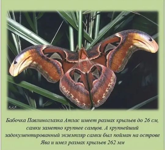 Бабич Пашимшшш 1лпаг инеет ризпш од зд зшктна самцов А кдгпиеіттй іштмпеипшровинный шр и а ш отлита Я и рим хрьпьвв зо