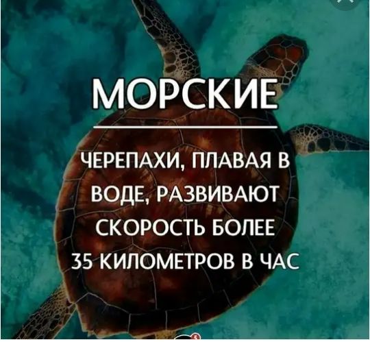 МОРСКИЕ Ь ЧЕРЕПАХИ ПЛАВАЯ В ВОДЕ РАЗВИВАЮТ СКОРОСТЬ БОЛЕЕ 35 КИПОМЕТРОВ В ЧАС