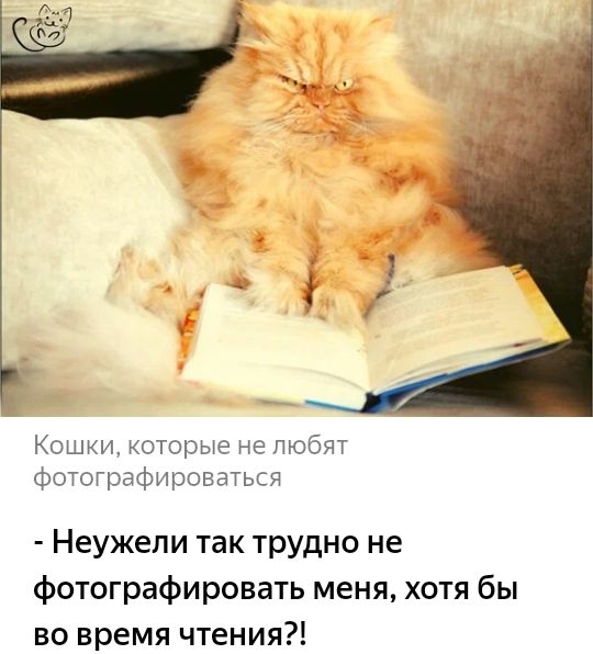 Кошки которые не пюбят фотографироваться Неужели так трудно не фотографировать меня хотя бы во время чтения