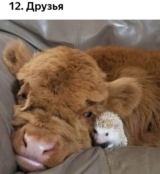 12 Друзья