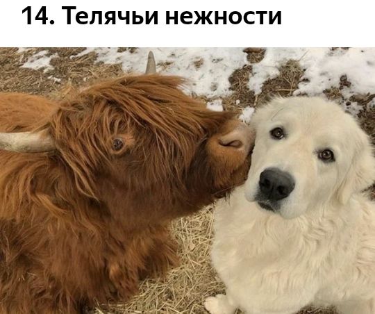 14 Телячьи нежности