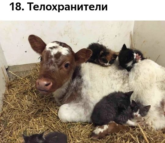18 Телохранители