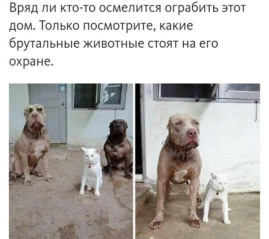 Вряд ли кто то осмелится ограбить этот дом Топ ько посмотрите какие брутальные животные стоят на его охране