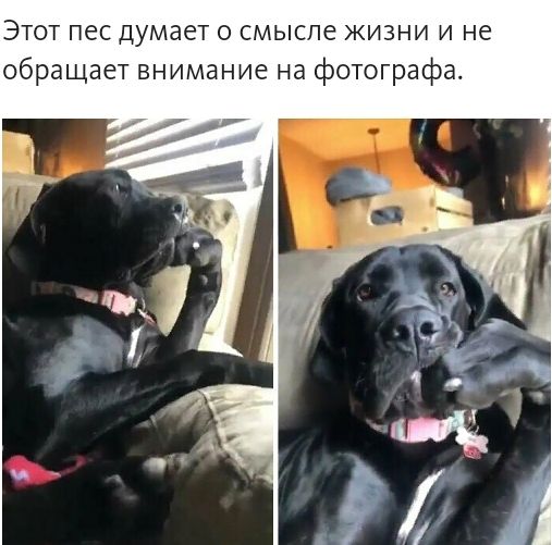Этот пес думает о смысле жизни и не обращает внимание на фотографа