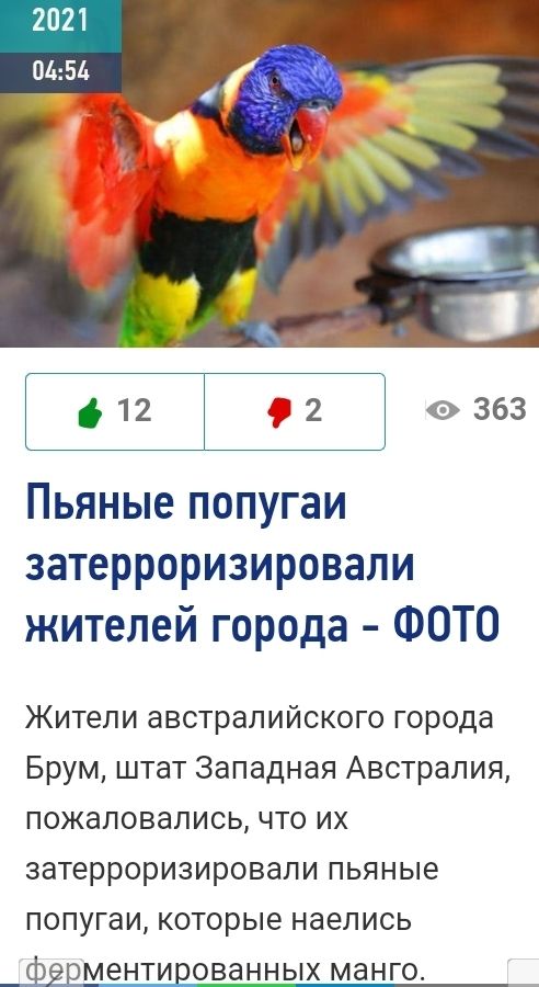 12 02 0363 Пьяные попугаи затерроризировали жителей города ФОТО Жители австралийского города Брум штат Западная Австралия пожаловались что их затерроризировапи пьяные попугаи которые наелись фЁЕМЭНТИЕОВЭННЫХ МЗНГО