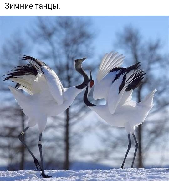 Зимние танцы