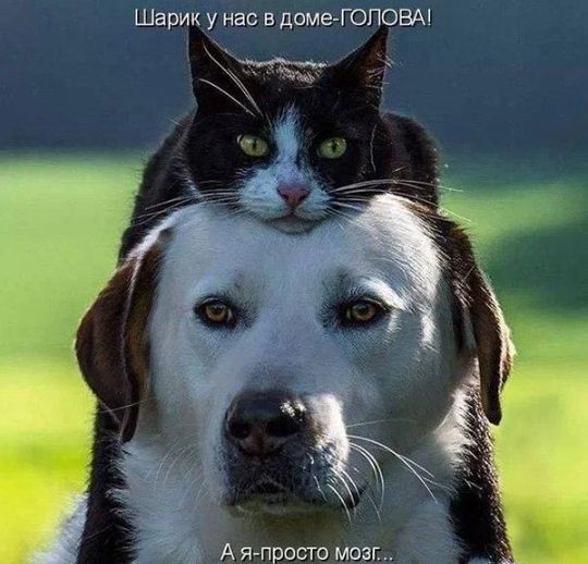 Шарик у нас в доме ГОЛОВА А япросто мозг