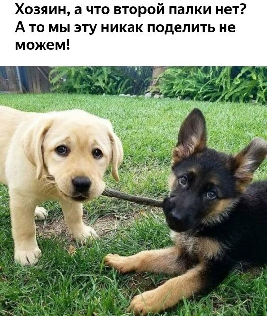 Хозяин а что второй палки нет А то мы эту никак поделить не можем