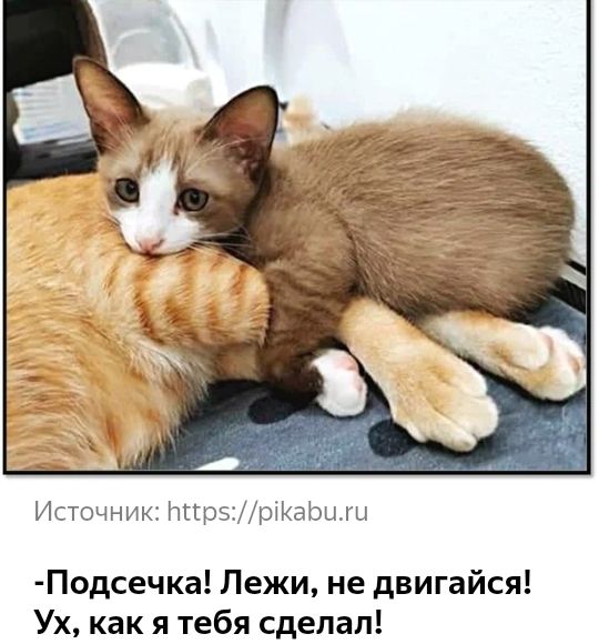 Источник НггрзМріКаЬыш Подсечка Пежи не двигайся Ух как я тебя сделал
