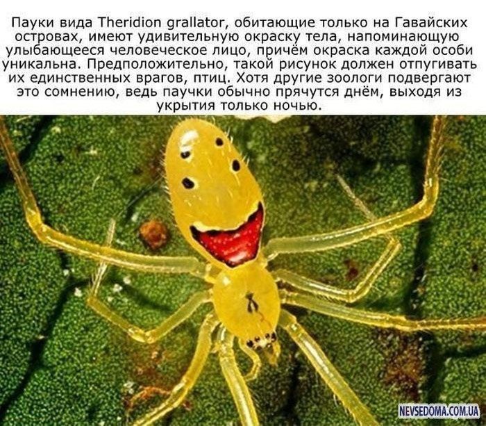 Пауки вида ТЬегіОіоп 9гаПагог обитающие только на Гавайских островах имеют удивительную окраску тела напоминающую улыбающееся человеческое лицо причём окраска каждой особи уникальна Предположительно такой рисунок должен отпугивать их единственных врагов птиц Хотя другие зоологи подвергают это сомнению ведь паучки обычно прячутся днём выходя из укрытия только ночью _ мшзюомд ом