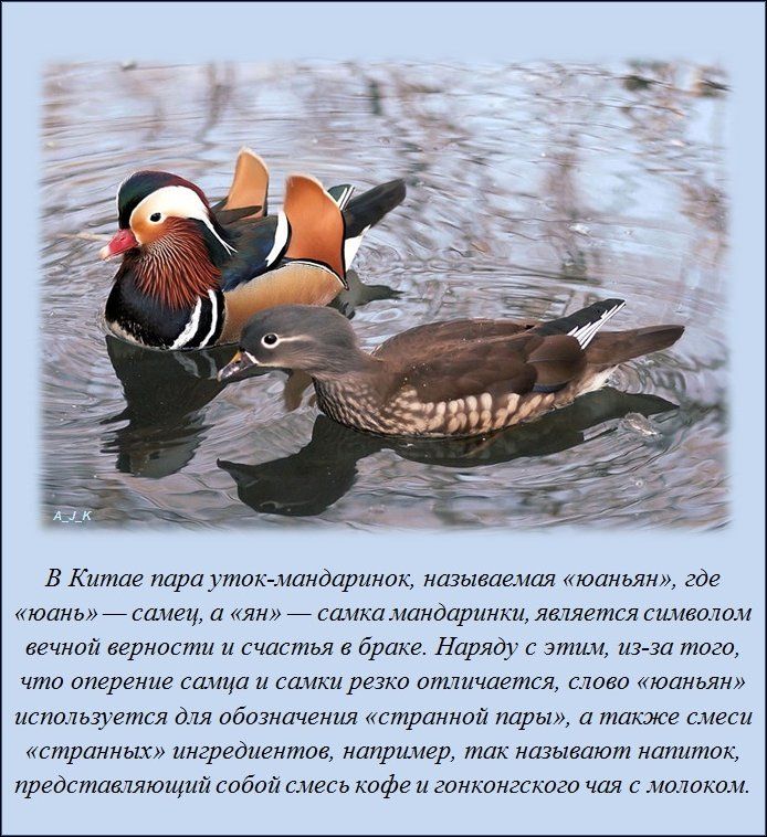 В Китае пара уток мандаринок называемая юаньян где юань _ самец а ян _ самка мандаринки является символом вечной верности и счастья в браке Наряду с этим из за того что оперение самца и самки резко отличается слово юаньян используется для обозначения странной пары а также смеси странных ингредиентов например так называют напиток представляющий собой смесь кофе и гонконгского чая с молоком