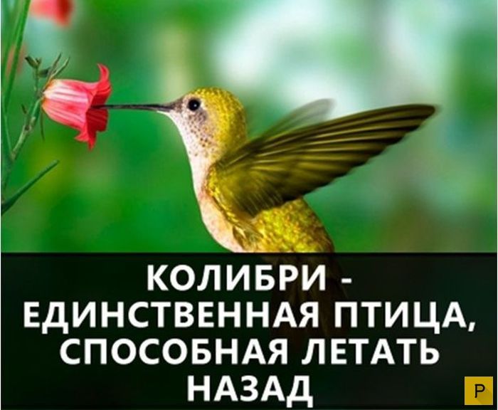 коливри Единственндя птицд спосовнм ЛЕТАТЬ НАЗАД