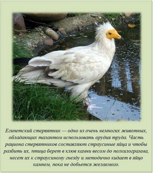 Египетский спхереятник одни из очень нштогих живатньж обладающш мамином использовать од дит пкруда Часть рациона стервятников состаатяют ттт атм яйца и чтобы разбить их птица берет тюа кими весом до иммиграции несет их страусинаиу гнезду методично кидает в яйцо кштаи пока не добьется жатвмого