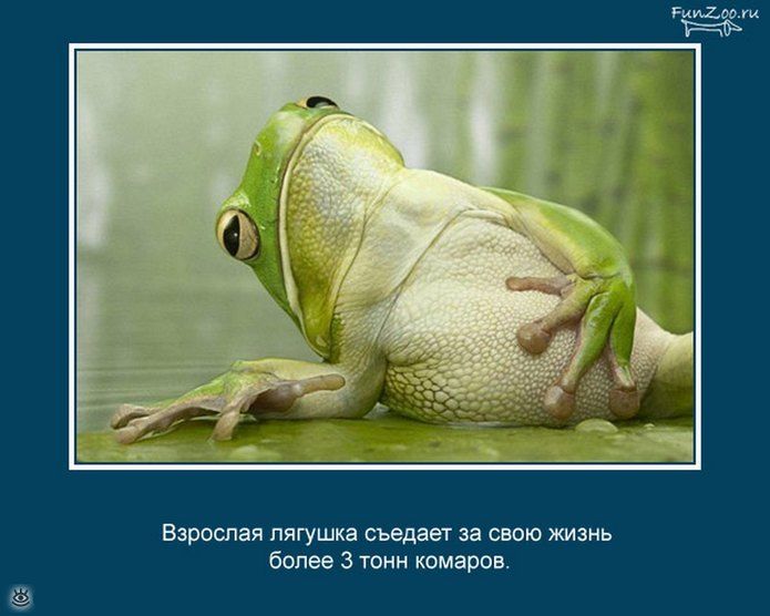 Взрослая лягушка съедает за свою жизнь более 3 тонн комаров