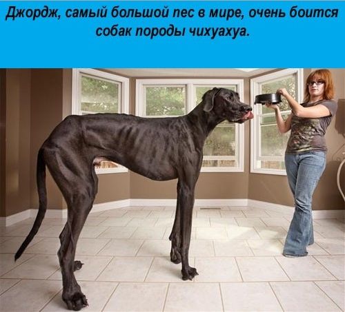 джордж самый большой лес в мире очень боится собак породы чихуахуа