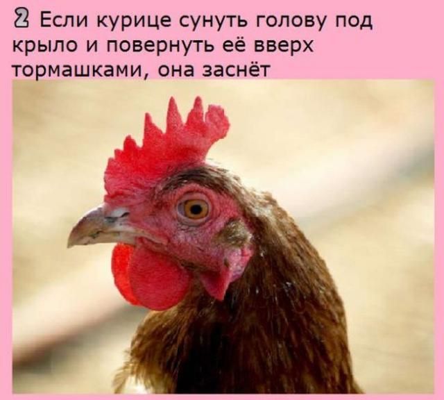 8 Если курице сунуть голову под крыло и повернуть её вверх тормашками она заснёт