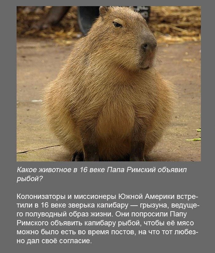 Какое животное в 16 веке Папа Римский объявил рыбой Копонизаторы и миссионеры Южной Америки встре тили в 16 веке зверька капибару грызуна ведуще го попуводный образ жизни Они попросили Папу Римского объявить капибару рыбой чтобы её мясо можно было есть во время постов на что тот любез но дап свое согласие