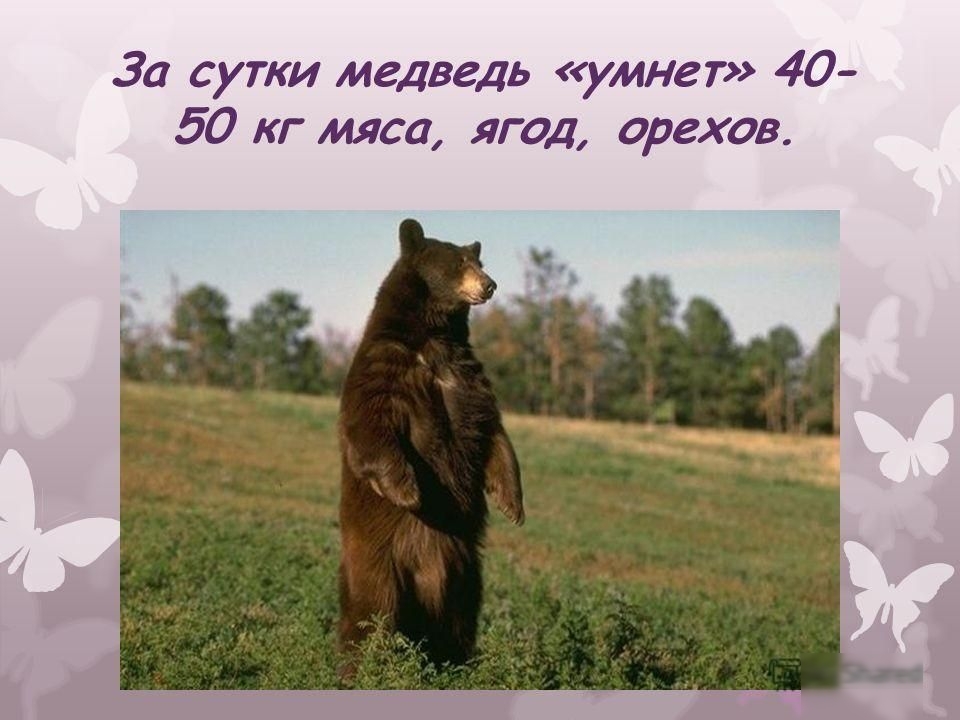 За сутки медведь умнет 40 50 кг мяса ягод орехов