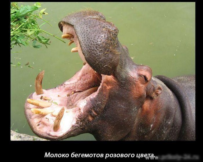 Молоко бегемотов розового ций й