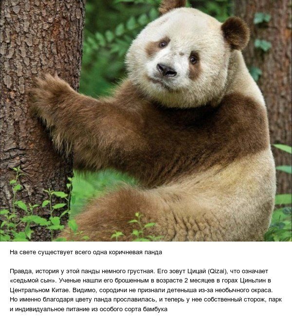 Кцествует всего одна коримневоя панда позвда, стория у этой панды немного грустная. Его зовут цицай ога что соначает содьмой сын». Ученые нашти его брошенным в возрасте 2 месяцев в горах циньлин в центральном китао. Видимо, сородичи мо признали дотеныша иза необьчного окраса. О именно бпагодаря цвету панда прославилась, итеперь у нео собственный и нндиенауальноегитание из особо бомоука