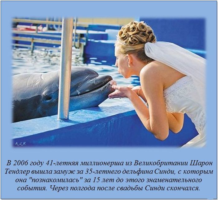 В 2006 году 41летняя миллионерша из великобритании шарон тёндлер вышла замуж за 35летнего дельфина синди, с которым она познакомилась