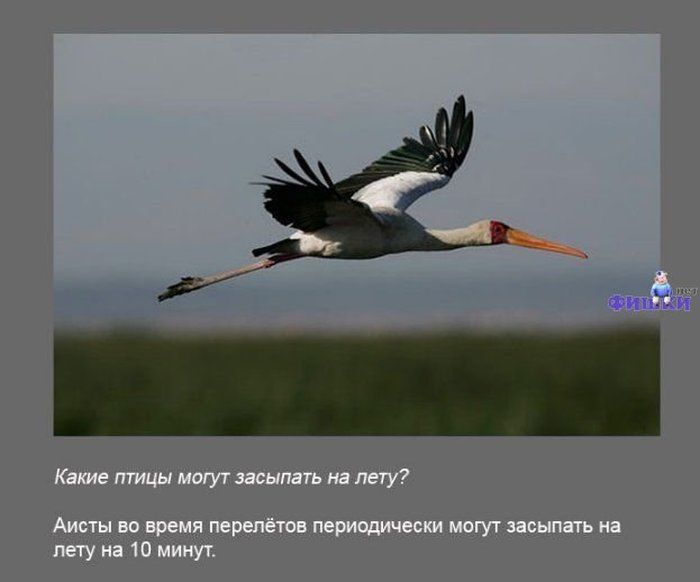 Фихйй