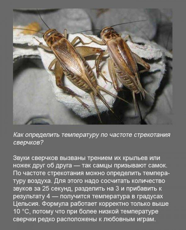 Как определить температуру по частоте стрекотания сверчков Звуки снерчков вызваны трением их крыльев или ножек друг 06 друга так самцы призывают самок По частоте стрекотания можно определить темпера туру воэдуха для этого надо сосчитать количество звуков за 25 секунд разделить на 3 и прибавить к результату 4 получится температура в градусах Цельсия Формула работает корректно только выше 10 С потом