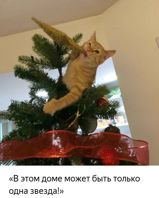 В этом доме может быть только одна звезда