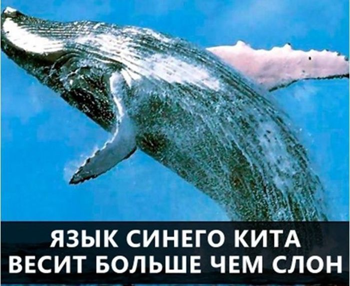 язык синегоцкитАА весит БОЛЬШЕ чвм слон