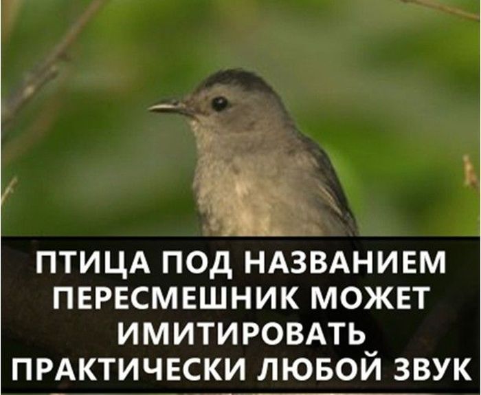 ПТИЦА ПОД НАЗВАНИЕМ ПЕРЕСМЕШНИК МОЖЕТ ИМИТИРОВАТЬ ПРАКТИЧЕСКИ ЛЮБОЙ ЗВУК
