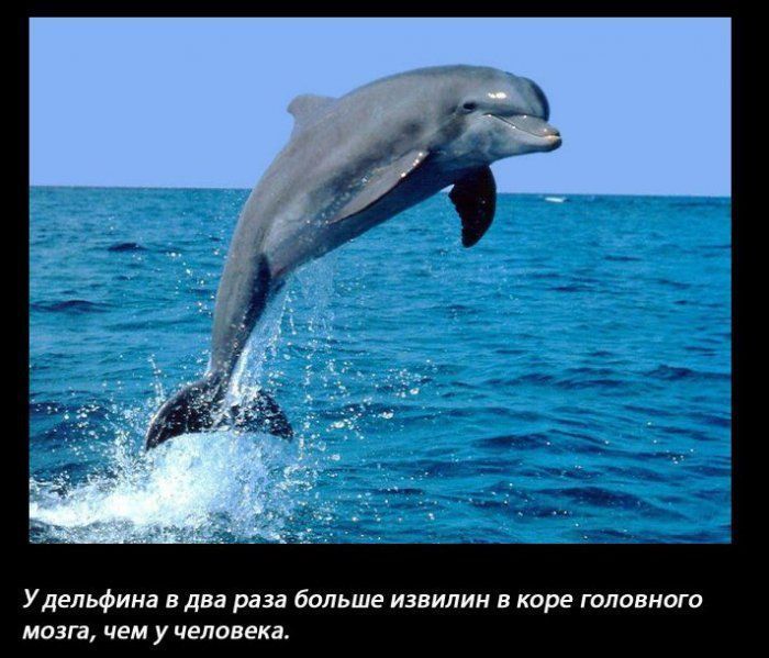 УДЕЛЬФИНЗ В два раза больше ИЗВИПИН В коре ГОЛОВНОГО мозга ЧЕМ у человека