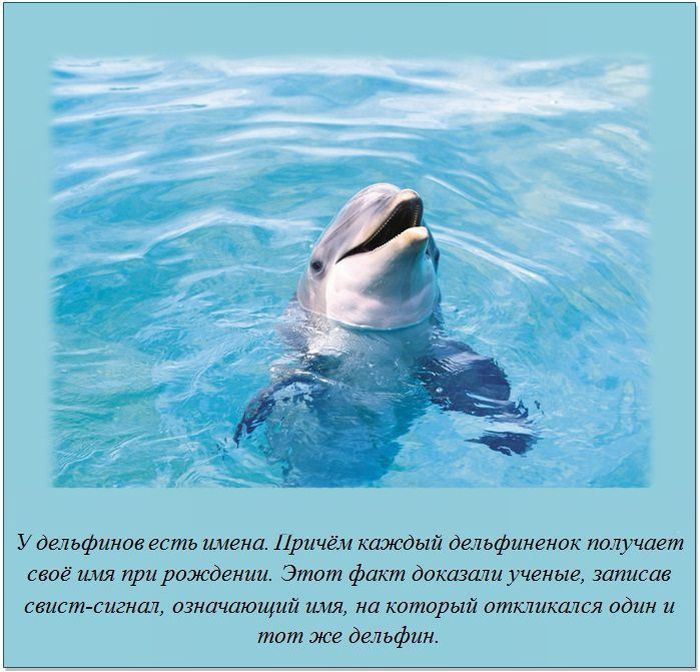 У дельфинов есть имена Причём каждый депьфингнок получает своё имя пририждении Этот факт доказали ученые записав свист сигнал пзначающий имя на который откликаюя один и тот же дельфин