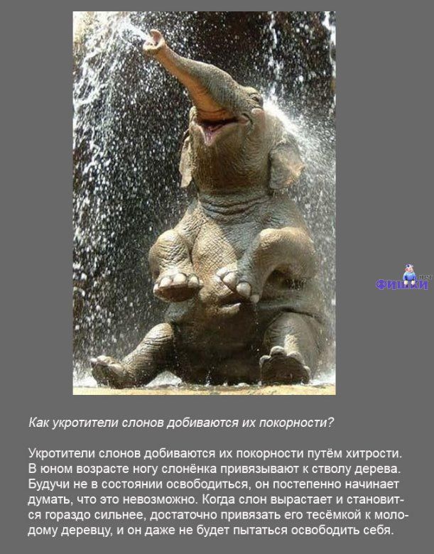Как укротитепи слонов добиваются их покорности Укротители споиов добиваются их покорное путём хитрости В юном возрасте ногу спонёнка привязывают к ствопу дерева Будучи не в состоянии освобцдиться он постепенно начинает думать что это невшмаяшо Коша слон вырастает и становит ся гораздо сильнее достаточно привязать его тесёмкой к мопс дому деревцу и он даже не будет пытаться освободить себя