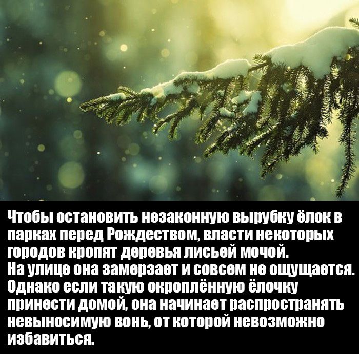 Чтобы остановить незаконную ВЫШШЩ ёпои В папках пепел Рождеством власти некоторых городов ипоппт деревья письей мочой иа упице она замепзает И совсем не ощущается однако еспи такую пипоппённию ёппчші принести домой она начинает распространять невыносимую вонь от иотппой невозможно избавиться