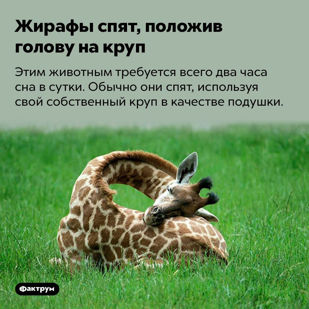 Жирафы спят положив голову на круп Этим животным требуется всего два часа сна в сутки Обычно они спят используя свой собственный круп в качестве подушки