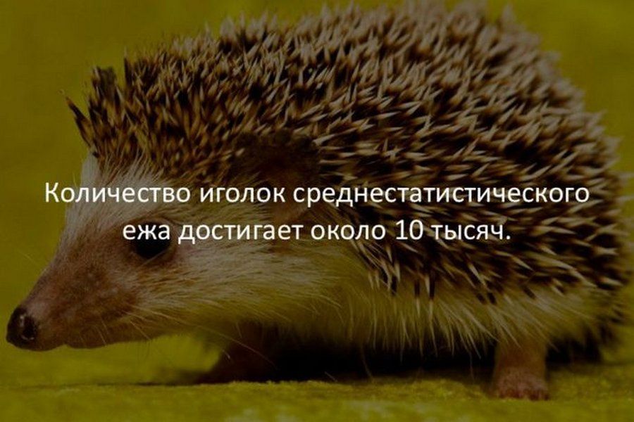 К иголок средщ;;тисж аб в а