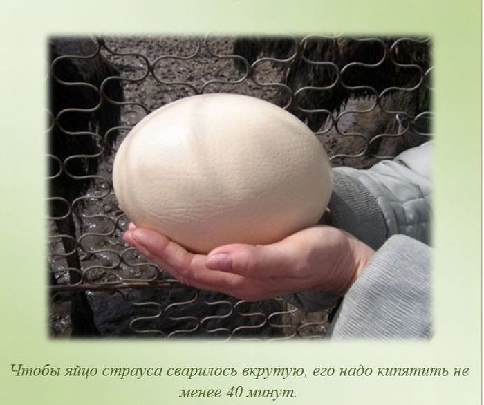 Чтобы яйцо страуса варилась дцп тут то надо кипятить менее 40111131711