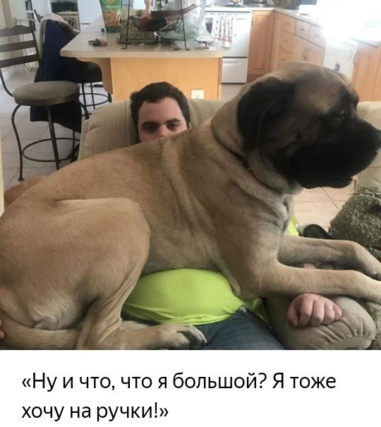 Ну и что что я большой Я тоже хочу на ручки