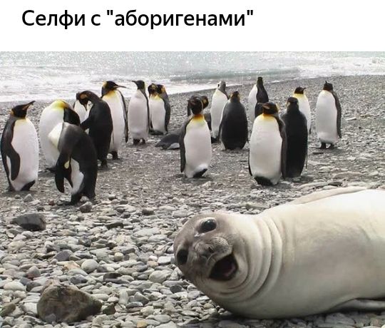 Селфи с аборигенами оя КО мне